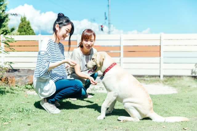 動物カフェの種類②犬カフェ