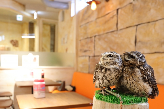 動物カフェの開業に必要な許可とは