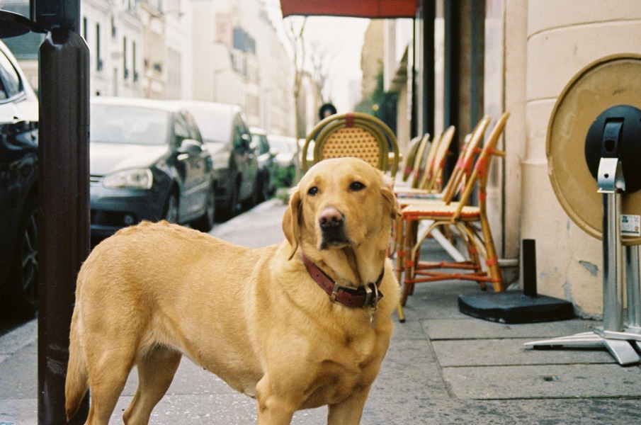 ペット同伴のペットとは、主に”犬”を指すことが多い